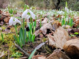 A tavasz hírnökei 02.13.