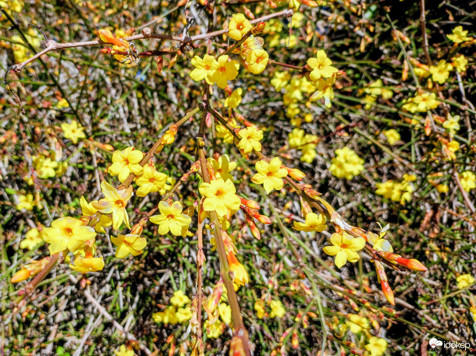 Nyílik már a téli jázmin 02.23.