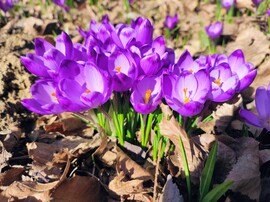 Gyönyörű tavasz 02.27.