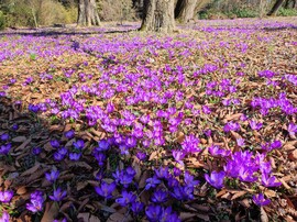 Lila szőnyeg 02.27.