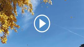 Hull az elsárgult levél 11.,02.