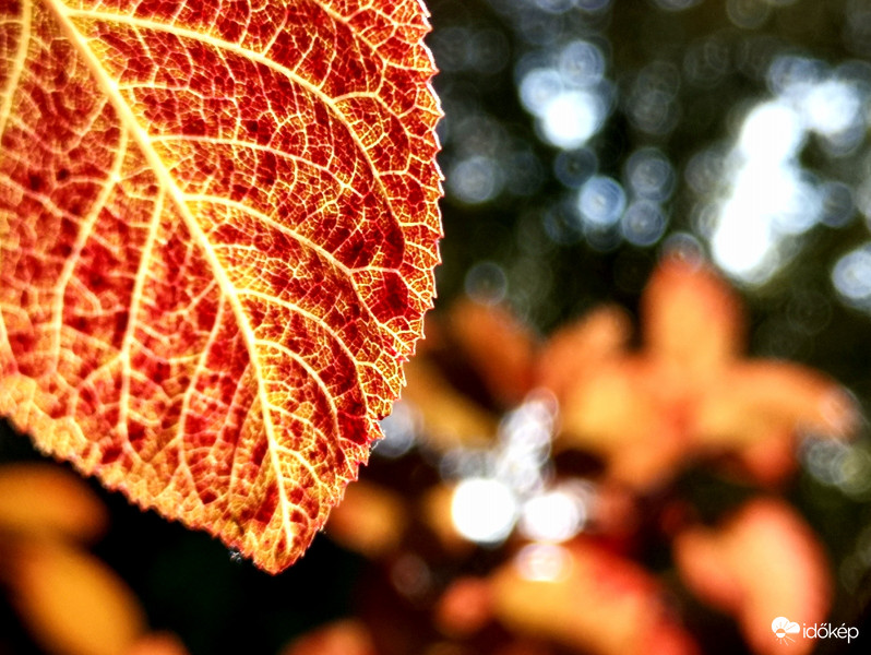 Színes ősz...