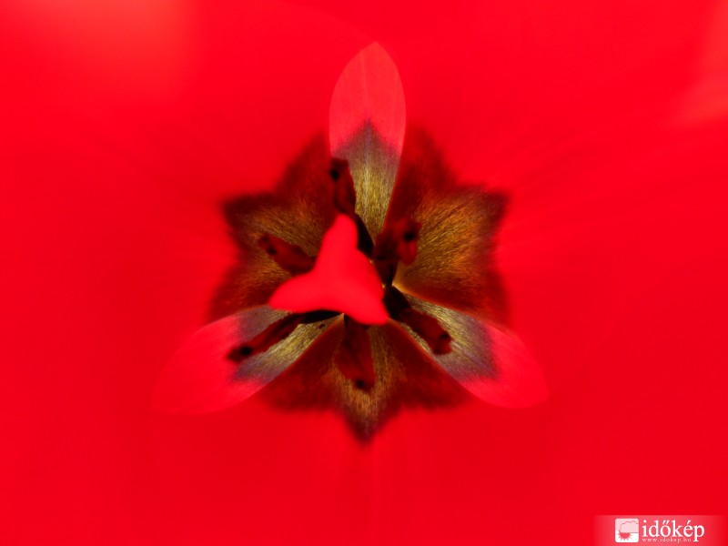 Propeller