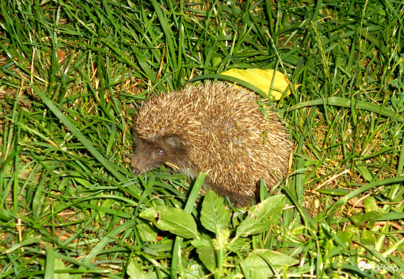 Süni