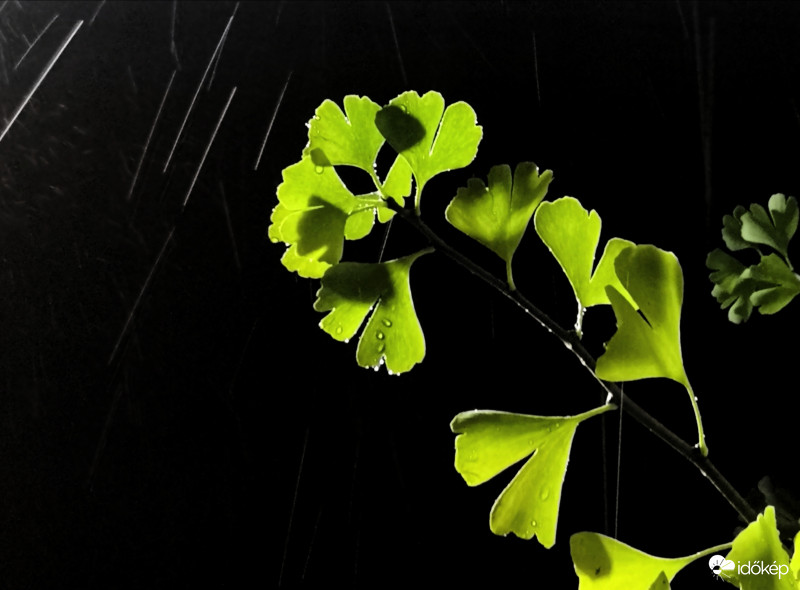 Páfranyfenyő esőben...