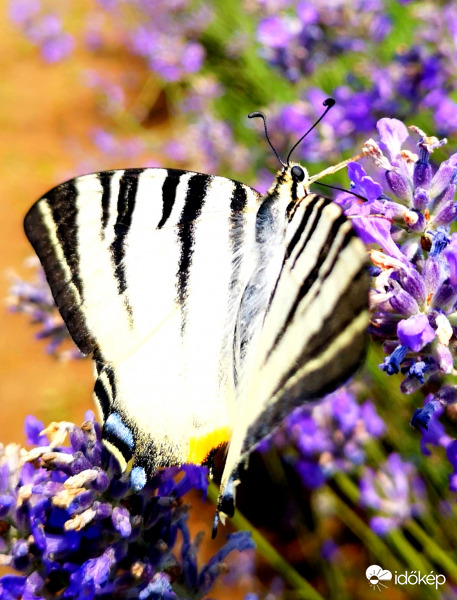 Kardos lepke a levendulásban 