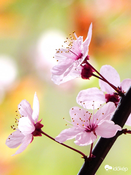 Vérszilva virágban 