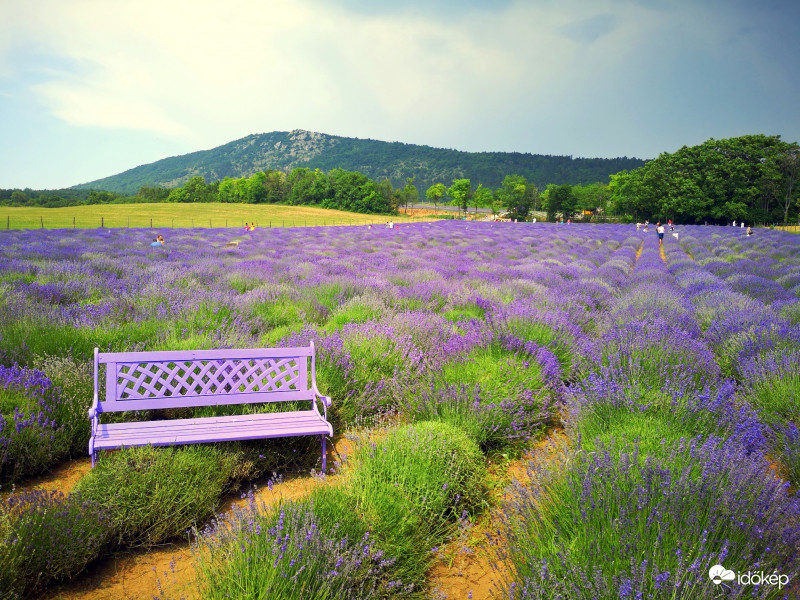 Kevélyhegyi levendula