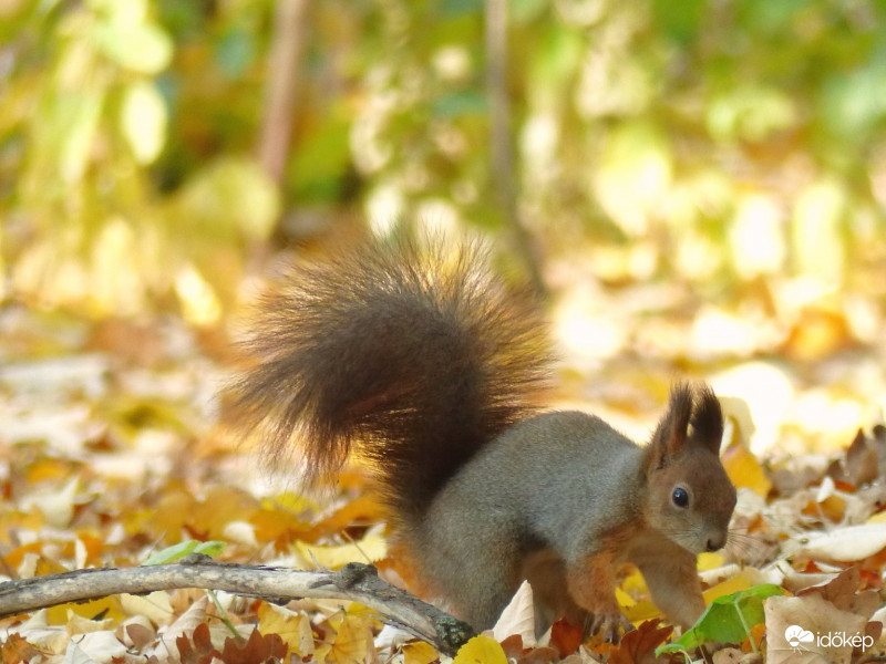 Mokusunk raktároz éppen...