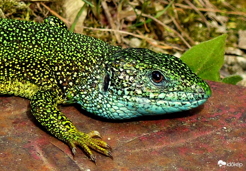 Tihanyi "sárkány"