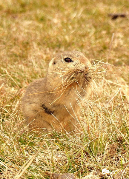 Munkában