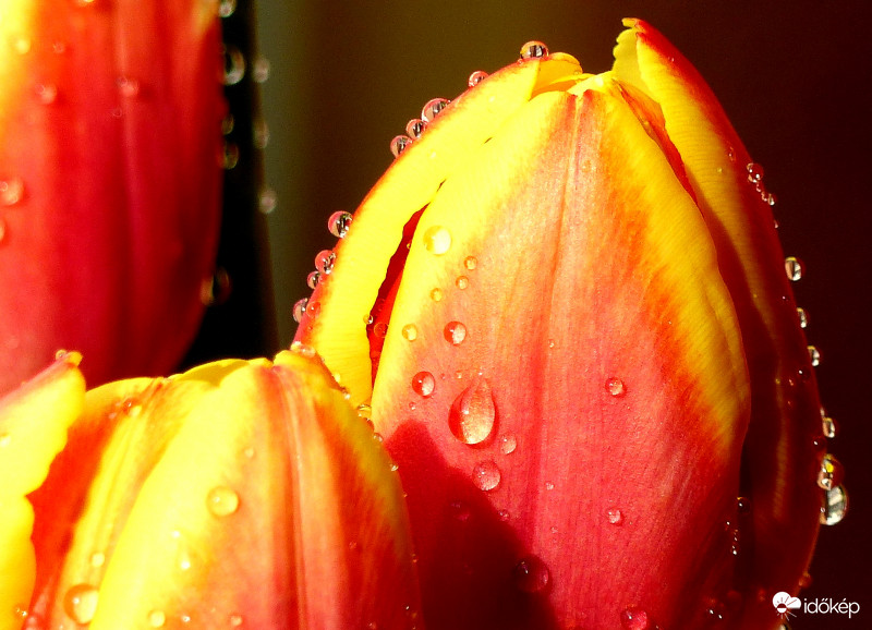Pompás tulipán