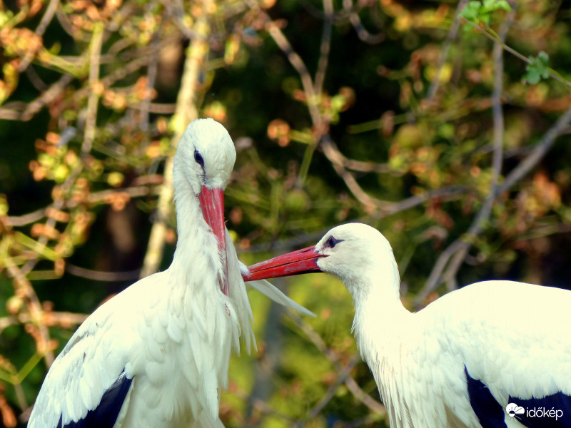 Jó kezekben, akarom mondani csőrökben is...