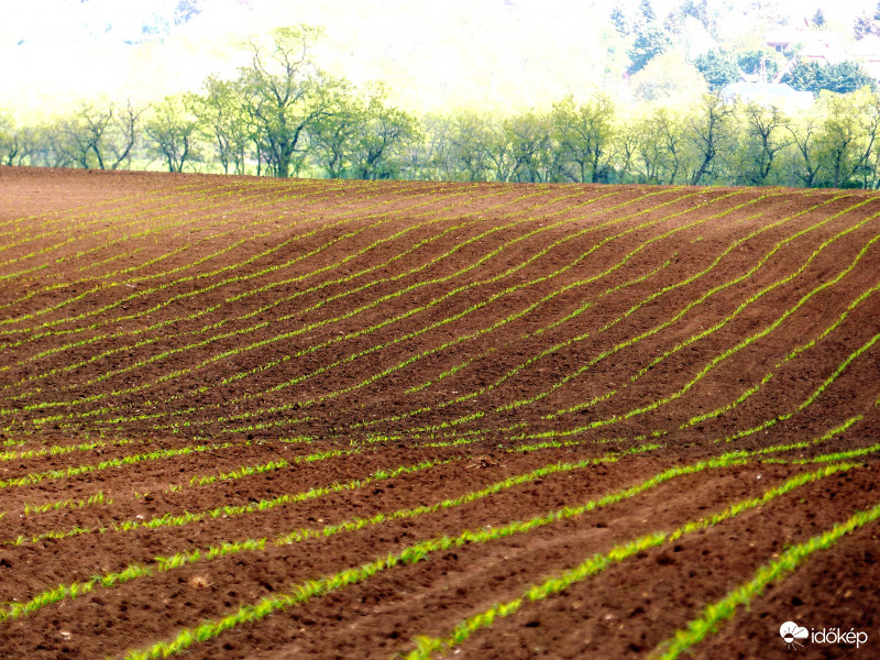 A dombok lassan kizöldülnek...