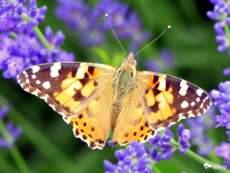 Kevélyhegyi levendula