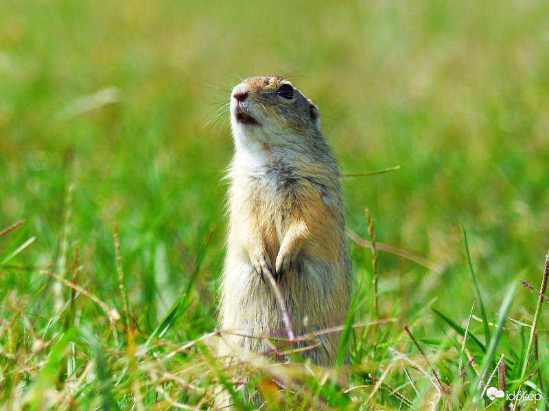 Szokásos pózban...