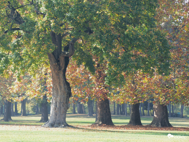 Platánok...