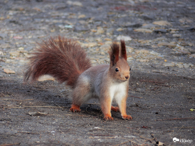 Mókus a Népligetből...