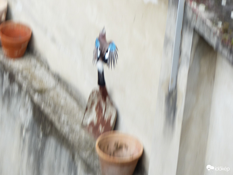 Használt, de egyedi lapát, rövid nyéllel eladó...