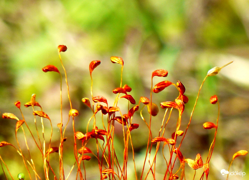 A jég hátán is...