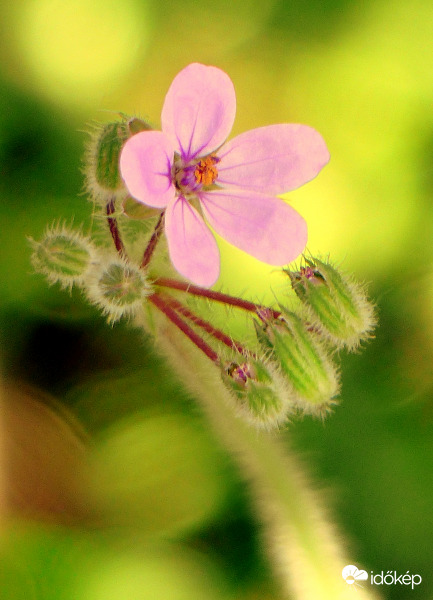 Hajladozó bürökgémorr
