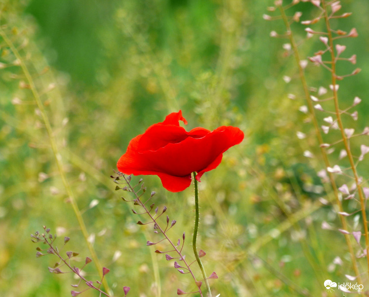 Szélben táncoló pipacs