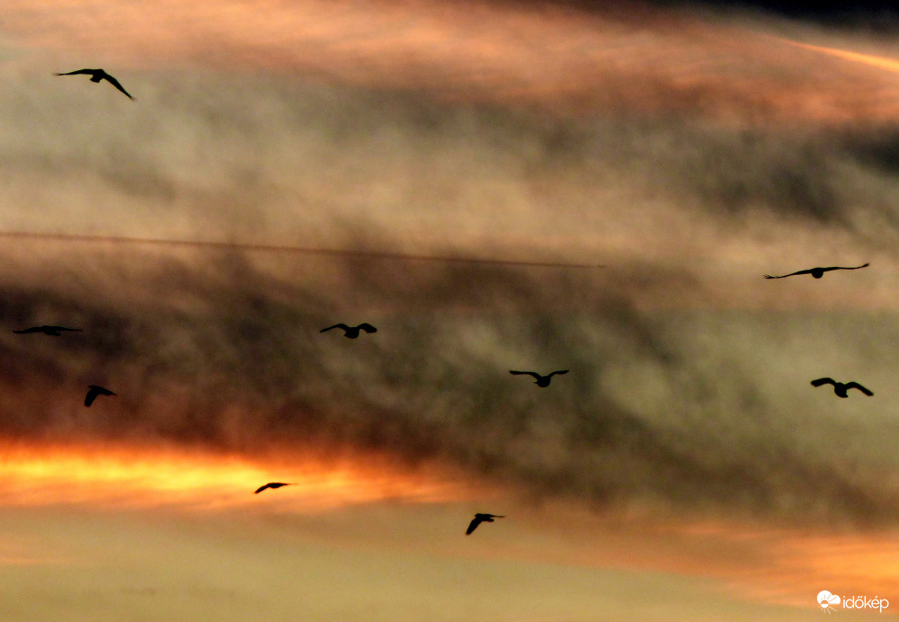 Jönnek a varjak ma is...