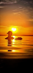 Balaton Love silent
