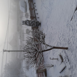 Szakoly