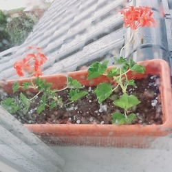 Szakoly