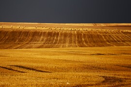 Aranyló mező