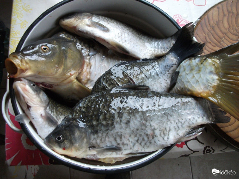 Egy kis horgászat hétvégén