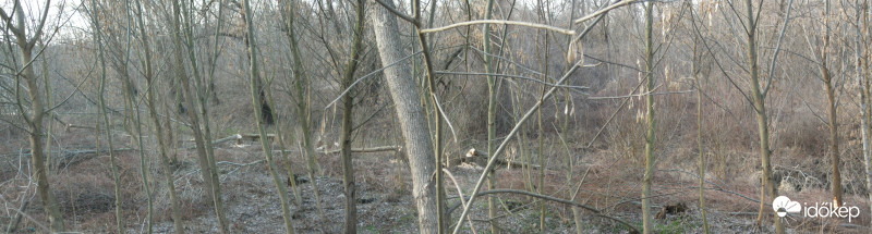 A hód hasznos állat :)