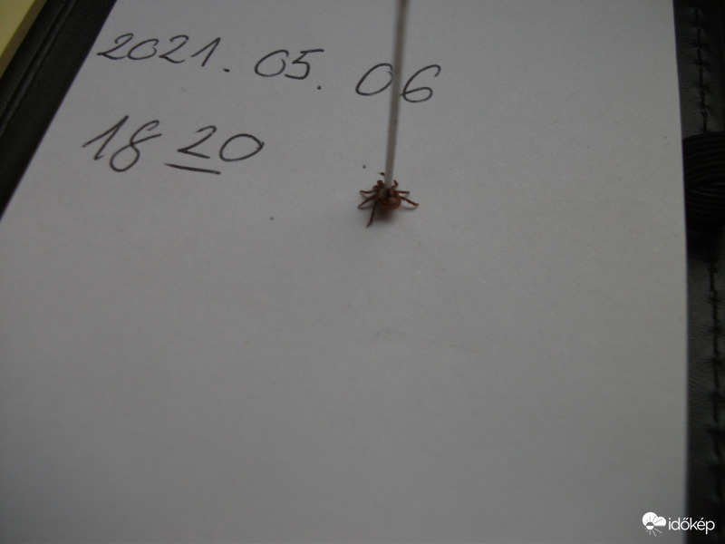 /Hyalomma Marginatum/