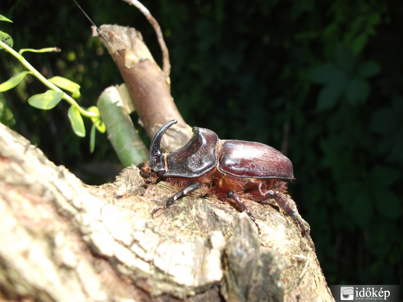 Szarvasbogár