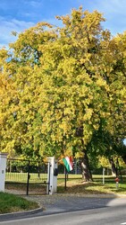 Bajna