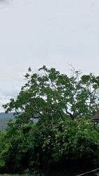 Bajna