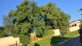 Bajna