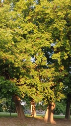 Bajna