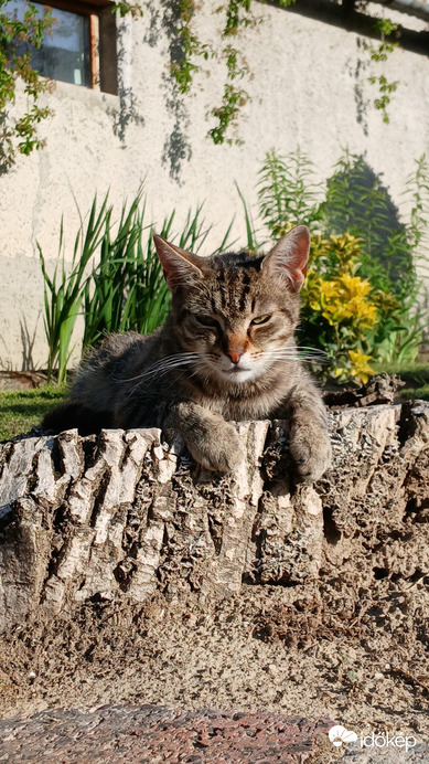 Bajna