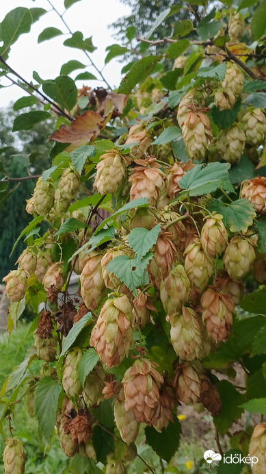 Bajna