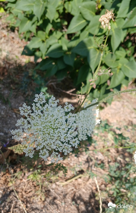 Bajna