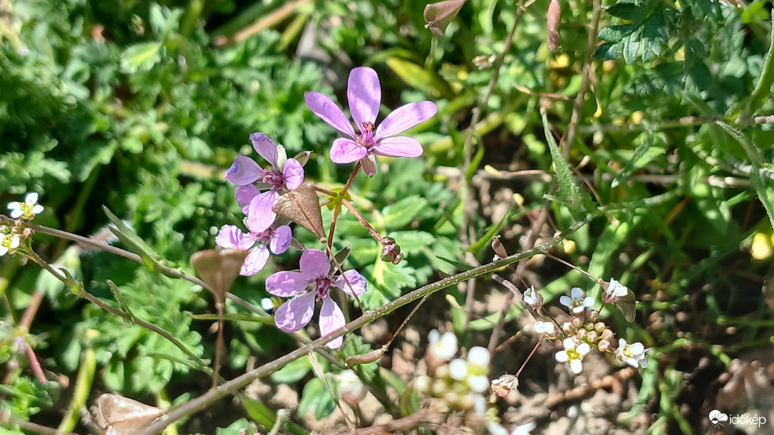 Bajna