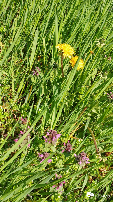 Bajna