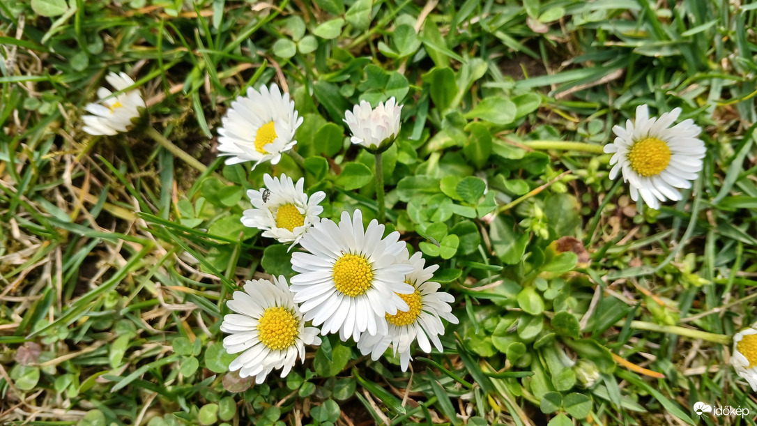 Bajna