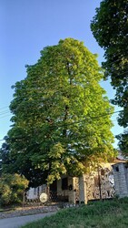 Bajna