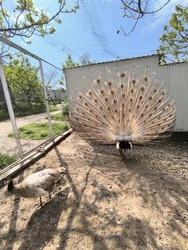 Kereki