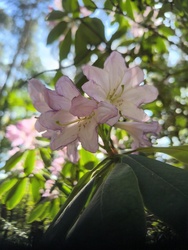 Kereki