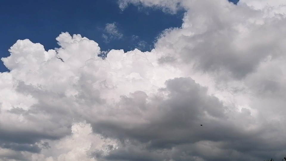 Cún