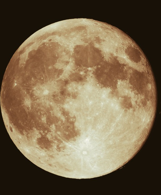 Cún